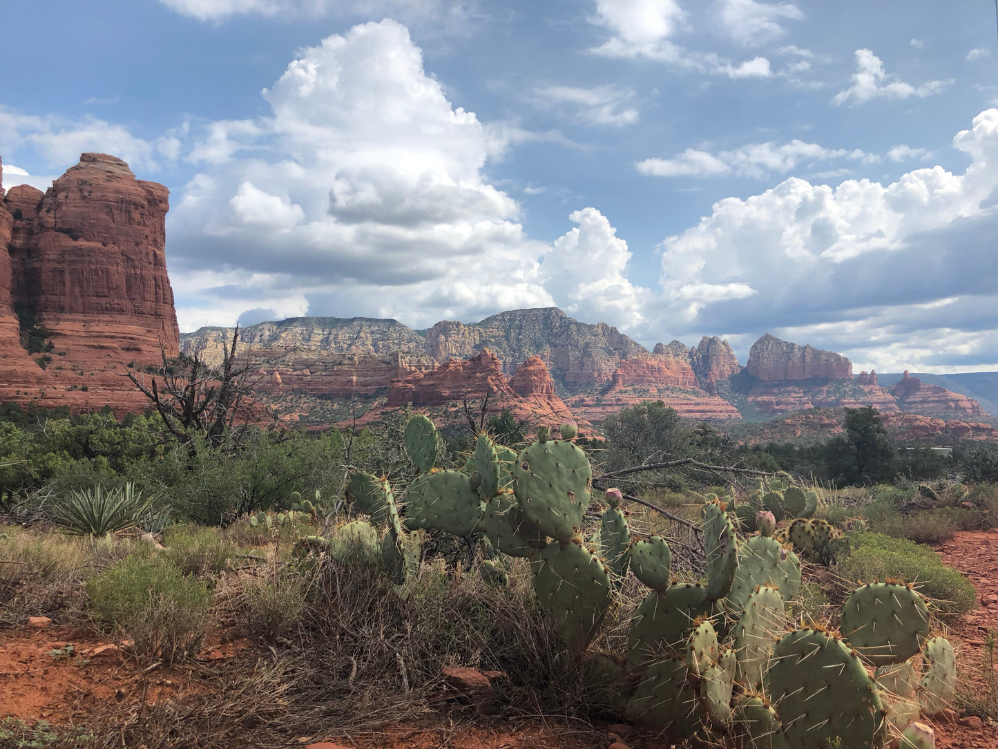 SEDONA CACTUS - 16x20 - CANVAS