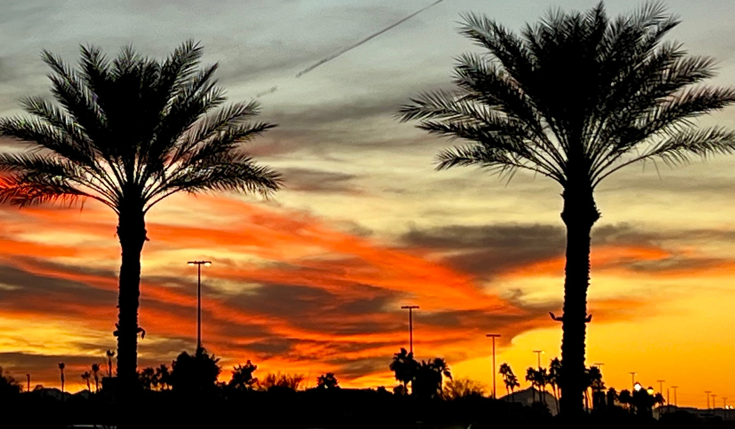 PALM TREE SUNSET - 16x20 - CANVAS