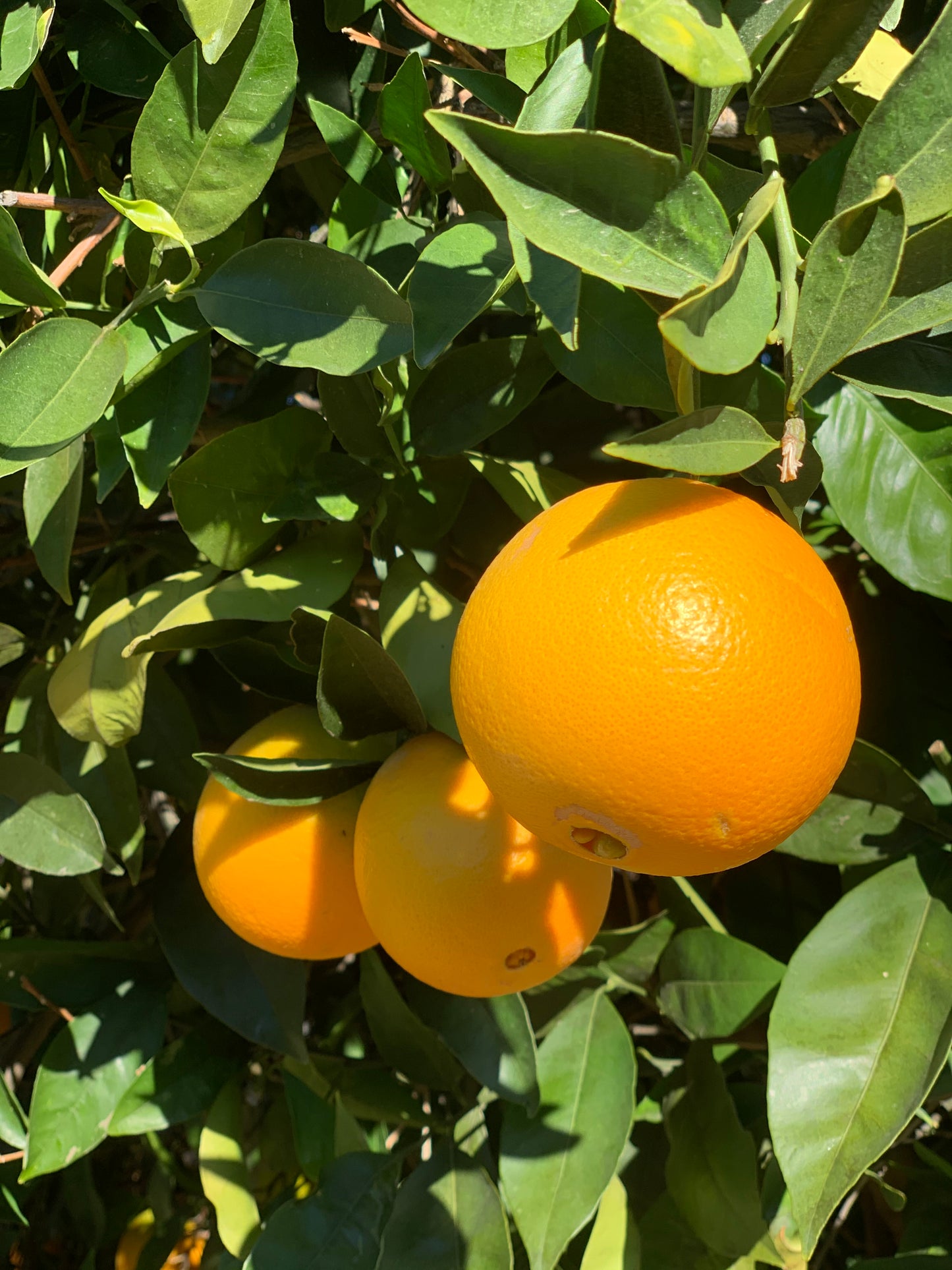 ORANGES - 16x20  - CANVAS PRINT