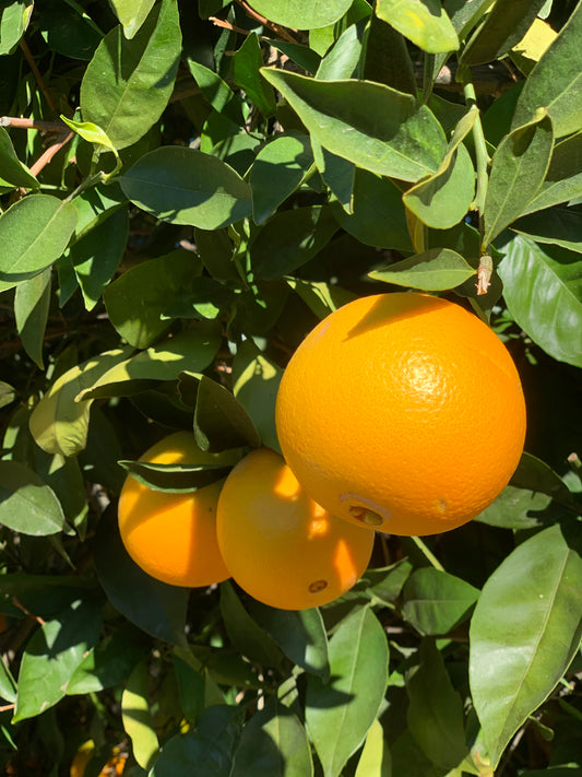 ORANGES - 16x20  - CANVAS PRINT